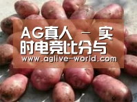 产品展示标题5